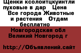 Щенки ксолоитцкуинтли пуховые в дар › Цена ­ 1 - Все города Животные и растения » Отдам бесплатно   . Новгородская обл.,Великий Новгород г.